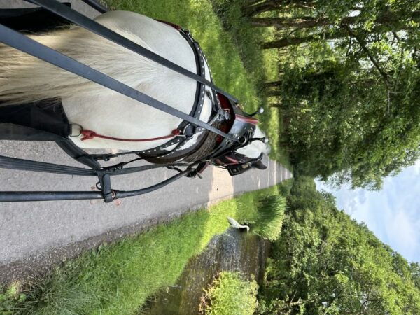 Killarney: Killarney National Park Private Tour - Tour Guide and Horse Carriage Experience