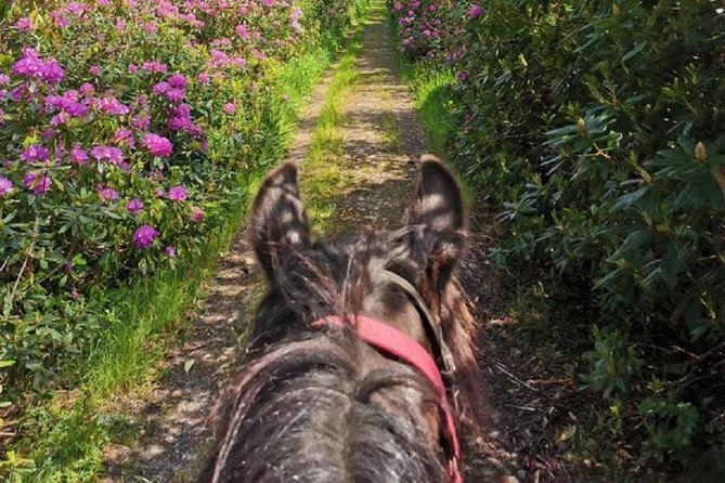 Killarney National Park Horseback Ride. Co Kerry. Guided. 1 Hour. - Overview and Experience