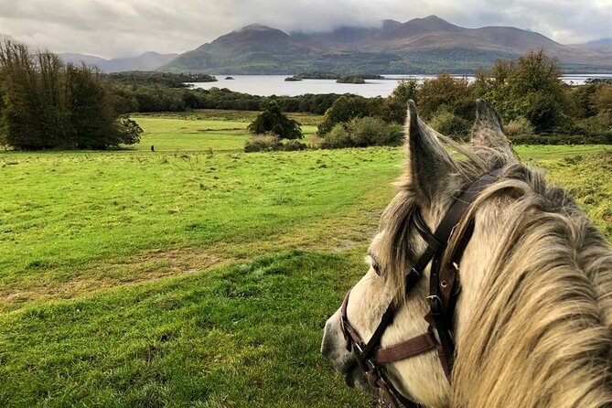 Killarney National Park Horseback Ride. Co Kerry. Guided. 1 Hour. - Cancellation Policy