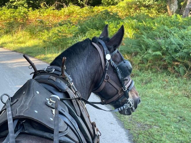 Killarney National Park Jaunting Car Tour - Experience Highlights