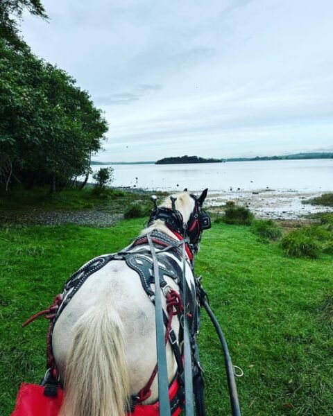 Killarney National Park Tour - Tour Reviews