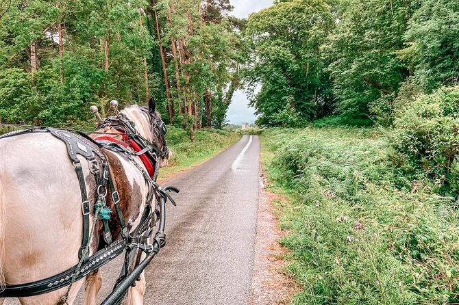Killarney National Park Tour - Reviews