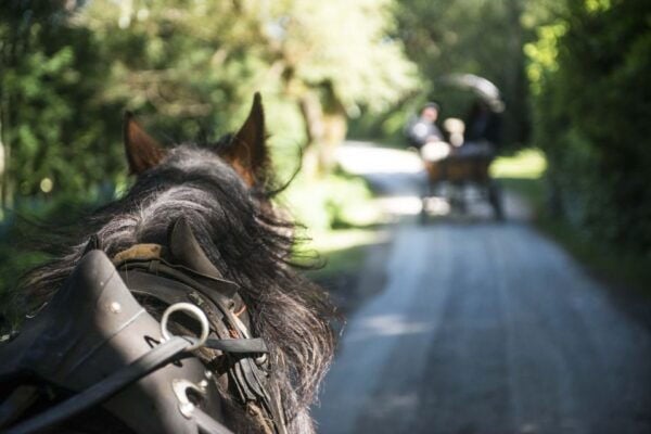 Killarney on Horse & Carriage: 1-Hour Jaunting Car Tour - The Sum Up