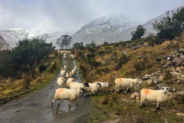 Killarney: The Ring of the Reeks - Backroads Rural Tour - Booking and Cancellation
