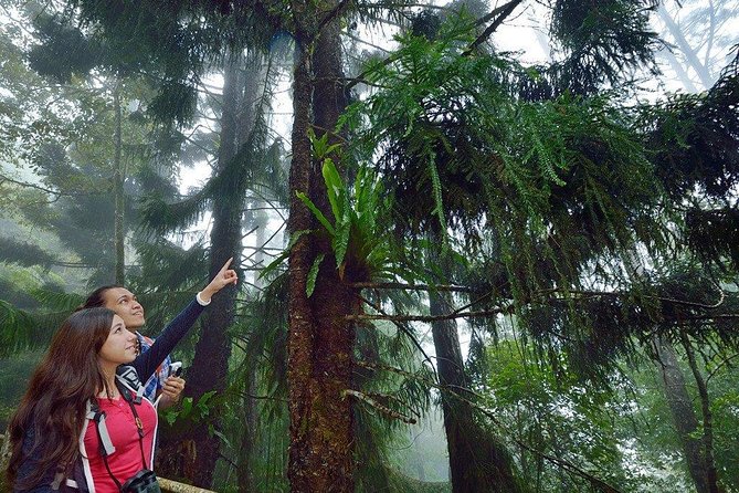 Kinabalu National Park Tour With Poring Hot Springs - Reviews and Likely Demand