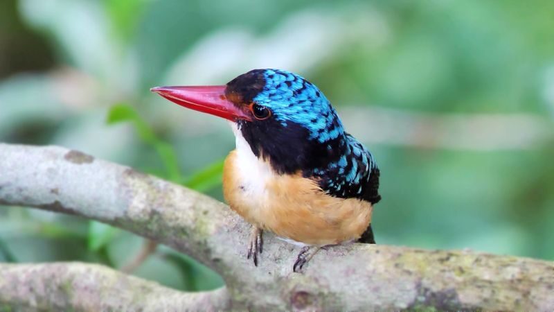 Kinabalu Park Full-Day UNESCO Site Bird Watching Tour - At a glance