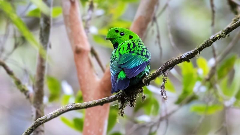 Kinabalu Park Full-Day UNESCO Site Bird Watching Tour - Why Kinabalu Park rewards a slow day