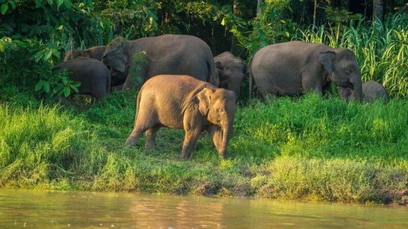 Kinabatangan River Trip from Sandakan with Lunch Included - An In-Depth Look at the Kinabatangan River Tour