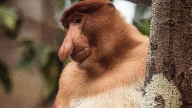 Kinabatangan River Trip from Sandakan with Lunch Included - Who Will Love This Tour?