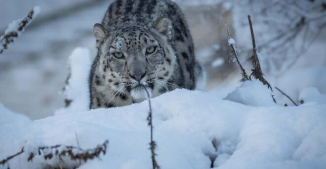 Kincraig: Highland Wildlife Park Entry Ticket - Animal Encounters and Exhibits