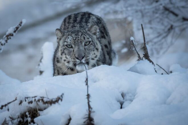 Kincraig: Highland Wildlife Park Entry Ticket - Accessibility and Assistance