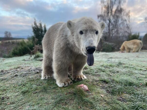 Kincraig: Highland Wildlife Park Entry Ticket - Planning Your Visit