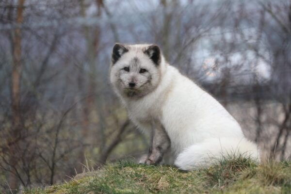 Kincraig: Highland Wildlife Park Entry Ticket - Frequently Asked Questions