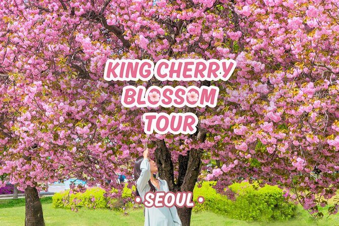 King Cherry Blossom Trail with Starfield One Day Tour from Seoul - Good To Know