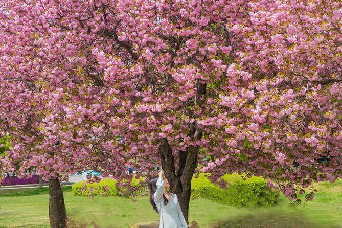 King Cherry Blossom Trail with Starfield One Day Tour from Seoul - In-Depth Look at the Tour Experience
