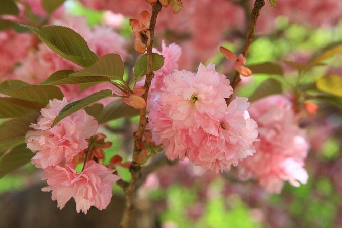 King Cherry Blossom Trail with Starfield One Day Tour from Seoul - Who Is This Tour Best For?