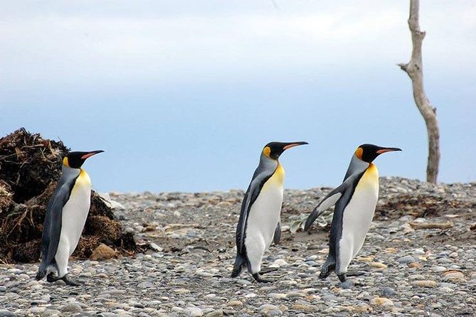 King Penguin - Tierra Del Fuego Island - Traveler Feedback Analysis