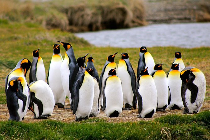 King Penguin - Tierra Del Fuego Island - Tour Highlights and Wildlife Encounters