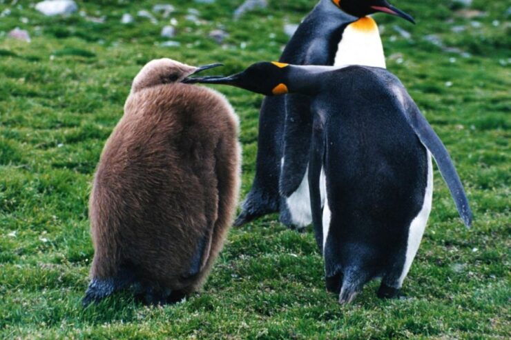 King Penguin & Tierra Del Fuego Tour - Booking Details