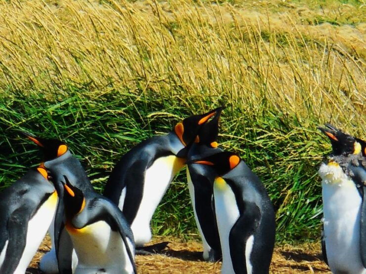 King Penguin & Tierra Del Fuego Tour - Itinerary and Highlights