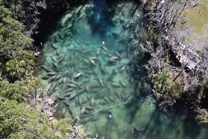 Kings Bay Manatee Watching Cruise - Location Details