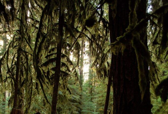 Kings Canyon National Park: Private Tour & Hike - Inclusions