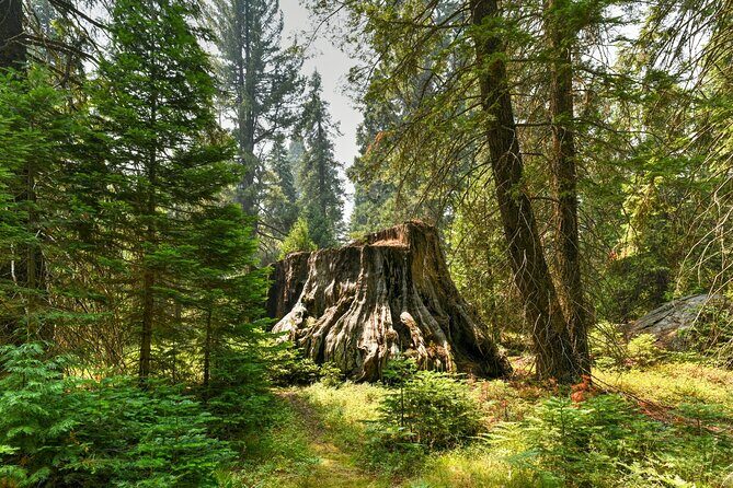 Kings Canyon National Park Self-Guided Audio Tour - Grant Grove and the General Grant Tree