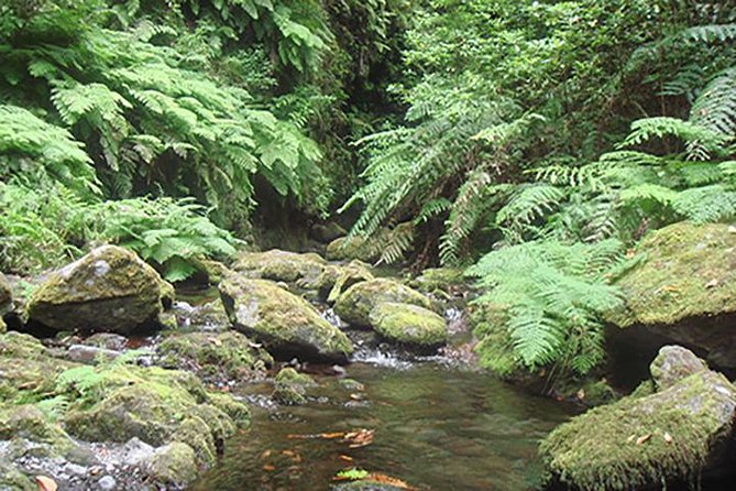 Kings Levada Walk Sao Jorge Native Forest - Trail Description