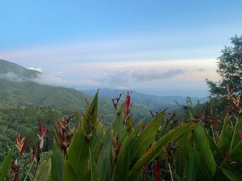 Kingston: Blue Mountain Peak Hike and Coffee Farm Experience - The Itinerary in Detail