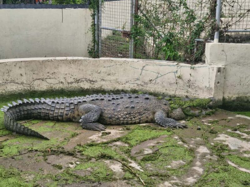 Kingston like a local  the authentic city tour - Practical details and overall value