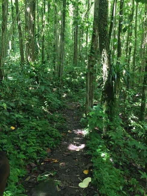 Kingstown: Dark View Falls Tour with Pickup - An In-Depth Look at the Dark View Falls Tour