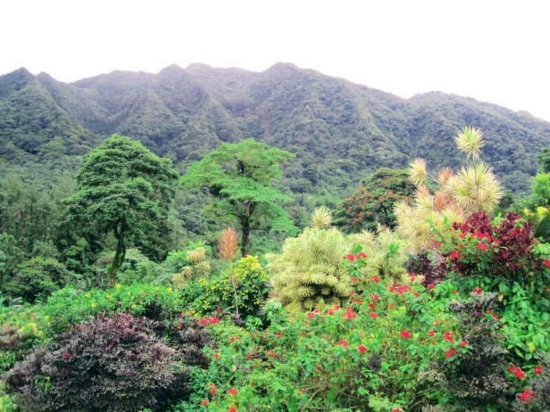 Kingstown: La Soufriere Volcano Tour - Good To Know