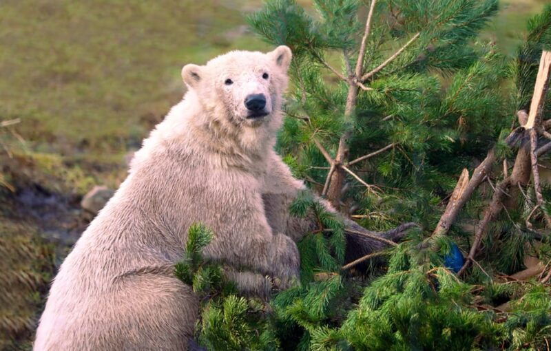 Kingussie: Highland Wildlife Park Entry Ticket - Good To Know