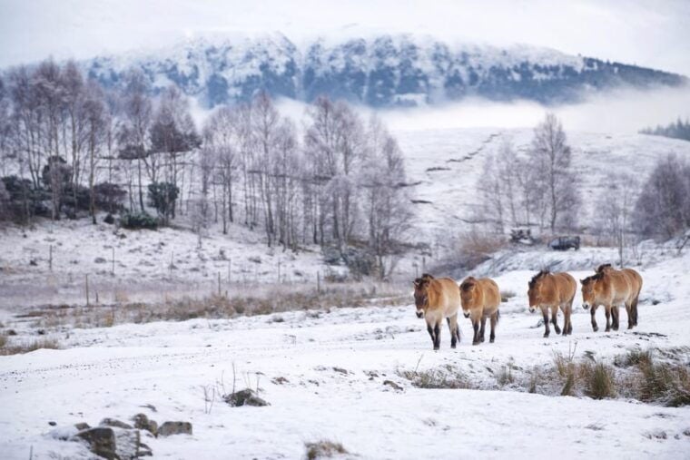 Kingussie: Highland Wildlife Park Entry Ticket - Authentic Visitor Experiences