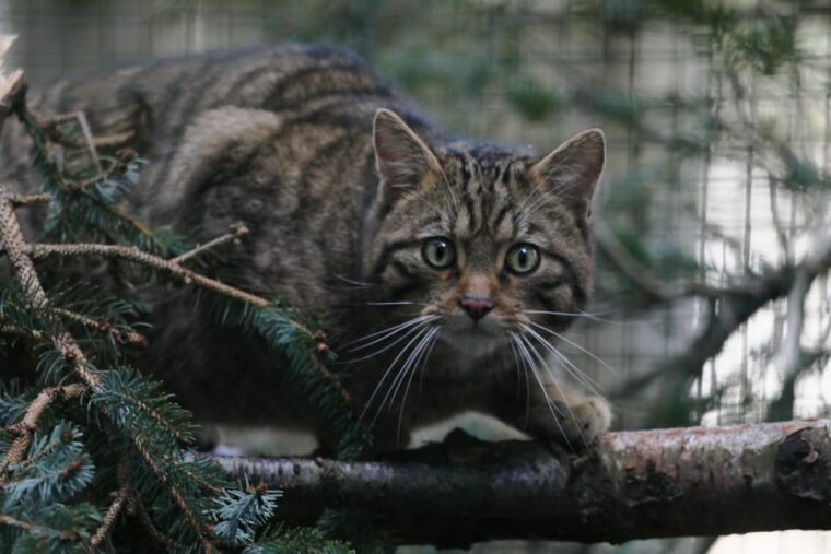 Kingussie: Highland Wildlife Park Entry Ticket - FAQ