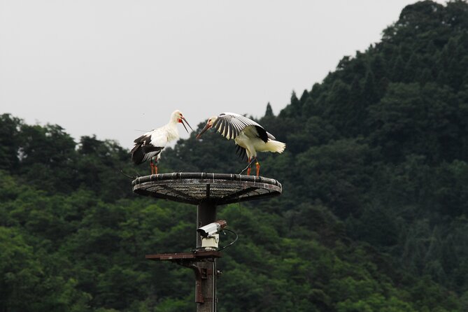 Kinosaki:Rental Electric Vehicles-Natural Treasures Route-/120min - Pricing and Booking Details