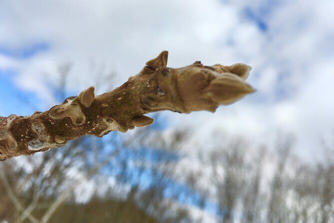 Kinshu Lake Private Snow Trekking Activity - Why Choose the Kinshu Lake Snow Trekking?