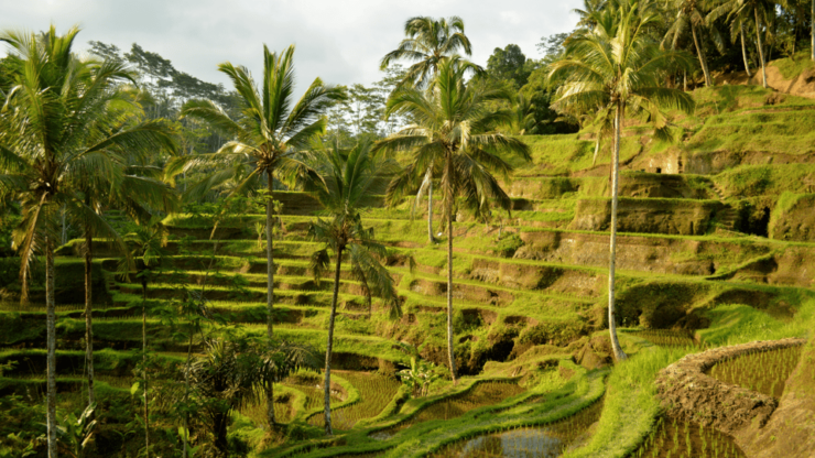Kintamani All in : Tegalalang, Tirta Empul, Penelokan Etc - Key Points