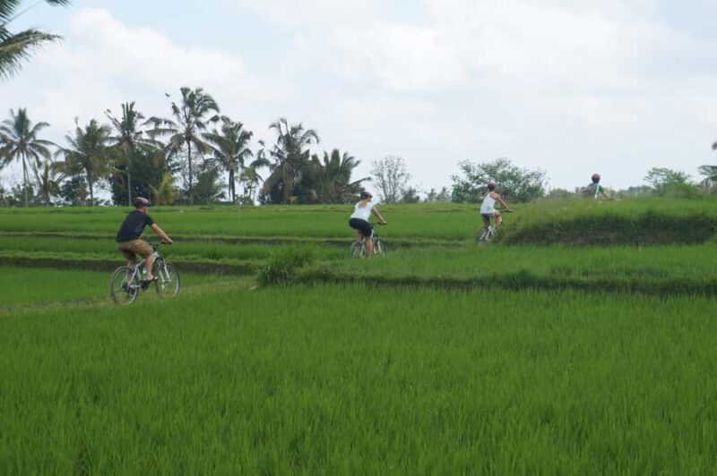 Kintamani Culture and Nature Guided Cycling Tour - Good To Know