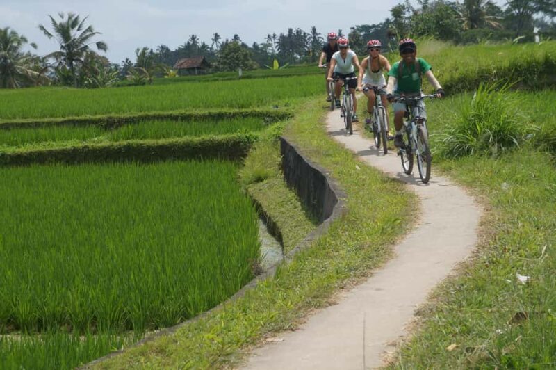 Kintamani Culture and Nature Guided Cycling Tour - FAQ