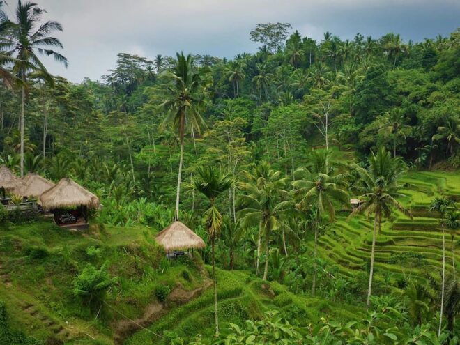 Kintamani: Tirta Empul, Tegallalang / 1 Day Private Tour - Optional Activities Available