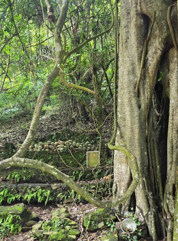 Kintamani: Trunyan Village Cemetery Tour - An In-Depth Look at the Trunyan Village Cemetery Tour