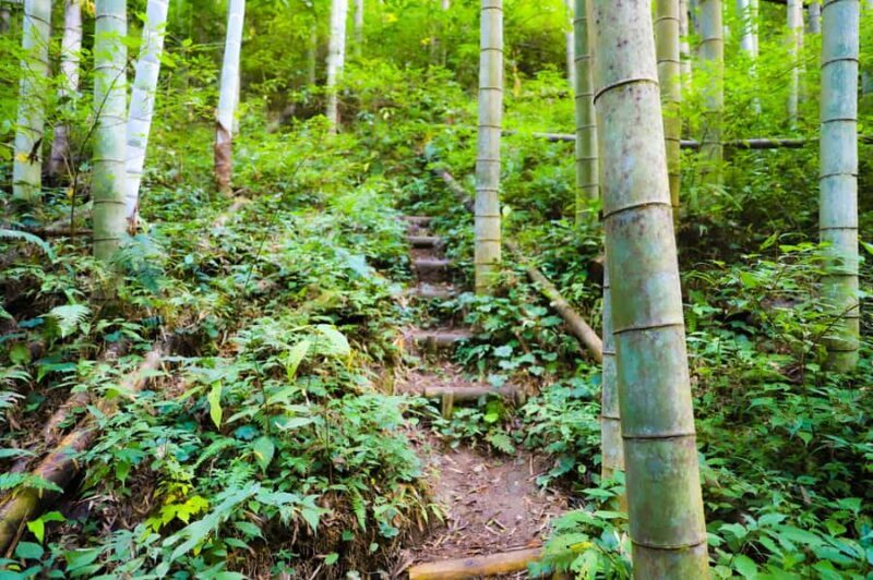 Kirishima: Wild Hot Spring in Bamboo Forest - Who Would Love This Tour?