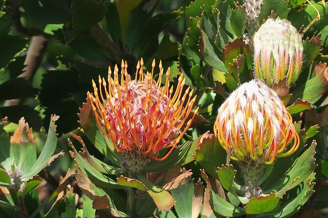 Kirstenbosch Botanical Gardens and Cape Winelands Tour. - Tour Highlights
