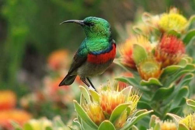 Kirstenbosch National Botanical Garden Private Tour - Cape Town - Cancellation Policy
