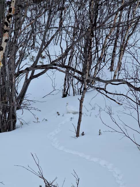 Kiruna: Abisko National Park Snowshoe Hike with Lunch - The Journey and Local Insights