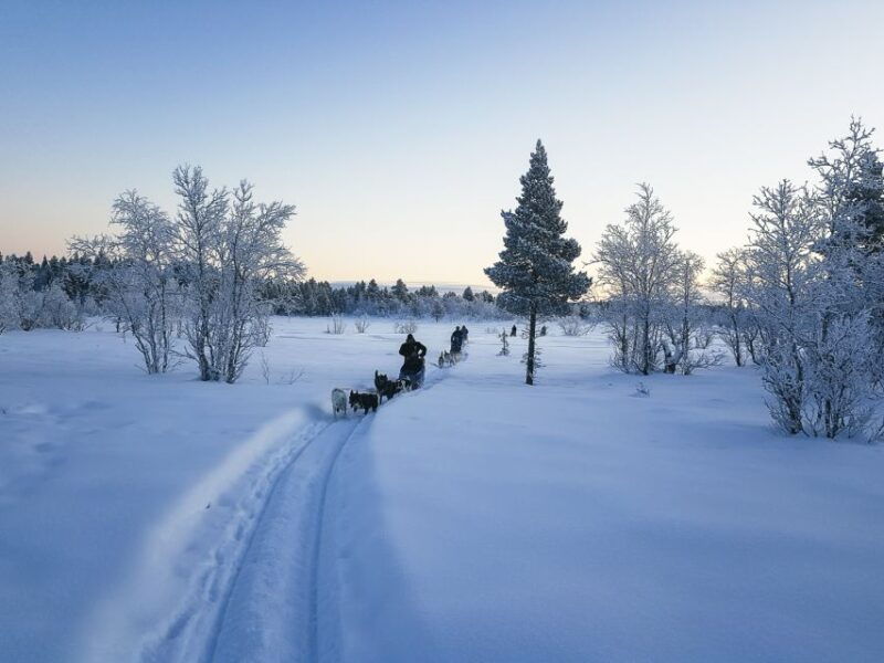 Kiruna: Guided Afternoon Drive Your Own Dog Sled Tour - Good To Know