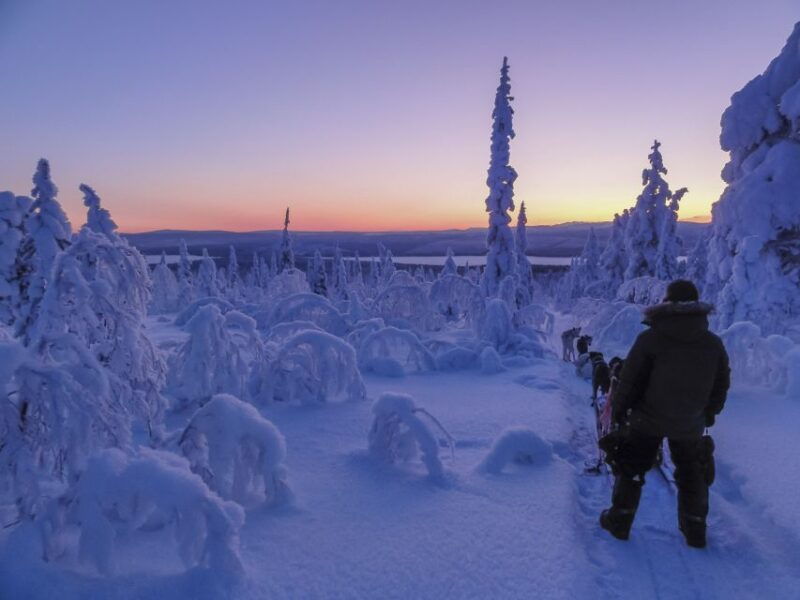 Kiruna: Guided Afternoon Drive Your Own Dog Sled Tour - Exploring the Details: What Makes This Tour Stand Out