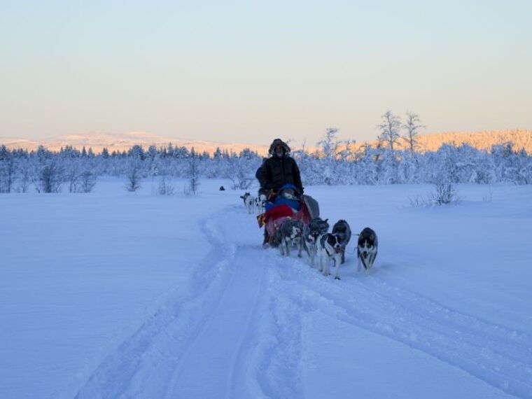 Kiruna: Guided Afternoon Drive Your Own Dog Sled Tour - Who Should Book This Experience?
