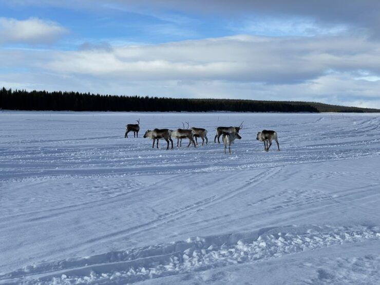 Kiruna: Guided Morning Snowmobiletour (8:30) and Fika - Tour Highlights
